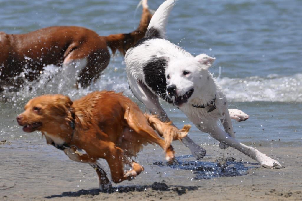 Spiagge Per Cani Lago Di Garda Vacanze Le Palme